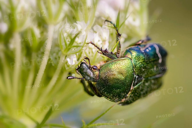 also known as rose chafer (Cetonia aurata) or green rose chafer, on a Daucus carota flower, under the warm summer sun in Kiev, Ukraine, Europe