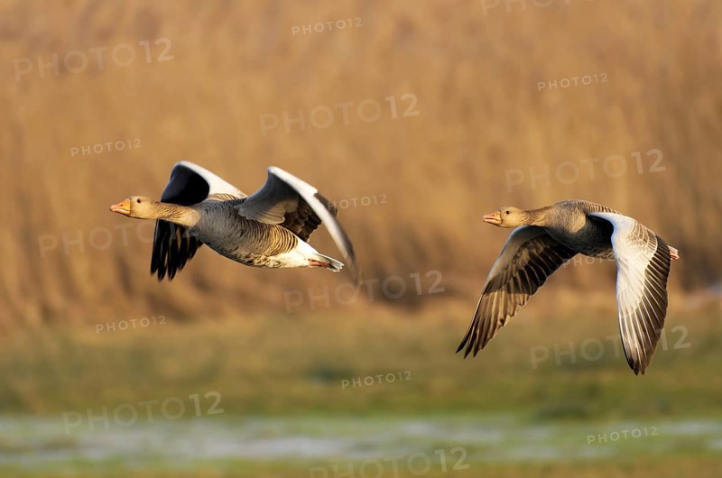 Greylag geese in flight