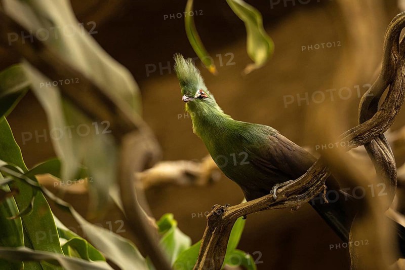 Close-up Guinea turaco, Gdansk, Poland, Europe