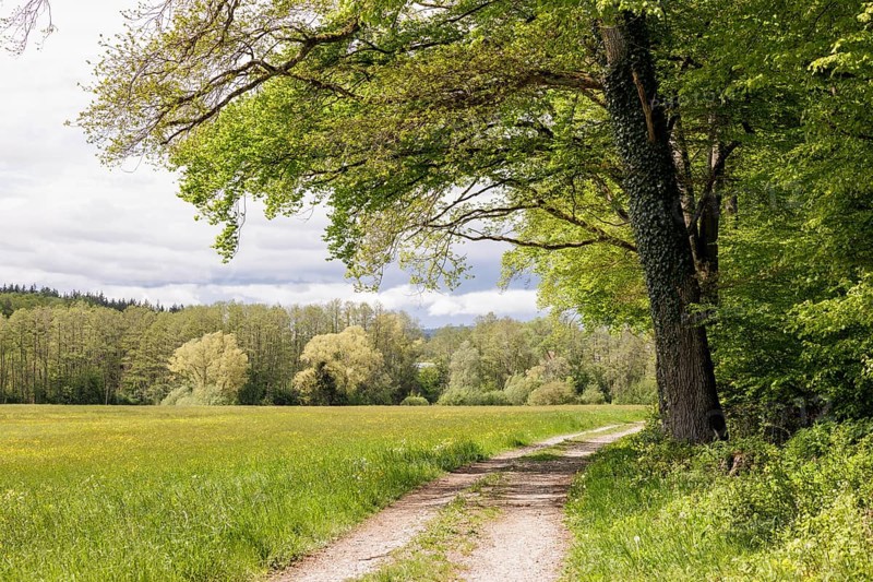A forest path leads along a large meadow through a row of trees, Allensbach, Lake Constance, Baden-Württemberg, Germany, Europe