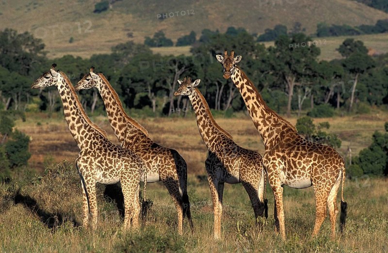 Masai Giraffe (giraffa camelopardalis tippelskirchi), Herd in Savanna, Kenya, Africa
