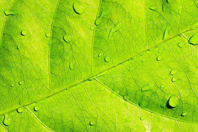 Green leaf with water drops, closeup, macro