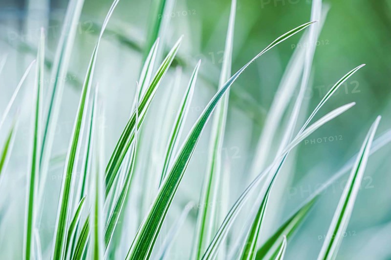 Decorative green and white striped grass. Arrhenatherum elatius bulbosum variegatum. Soft focus. Natural background