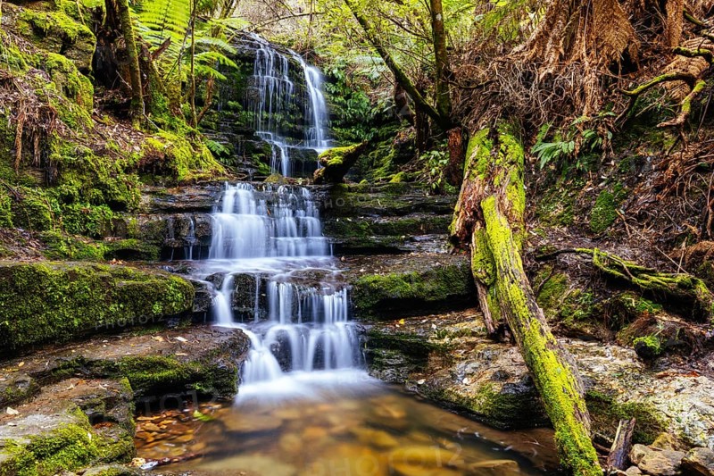 The popular Myrtle Gully Falls situated on the slopes of Mt Wellington on a warm spring day in Hobart, Tasmania, Australia, Oceania