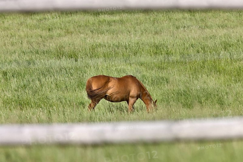 Horse in Pasture in Saskatchewan Canada fence