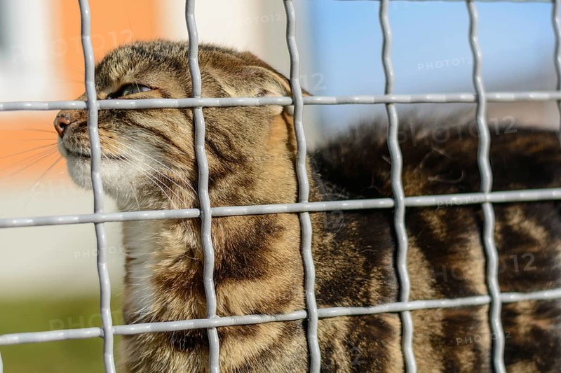 Colourful domestic cat behind a barrier outdoors