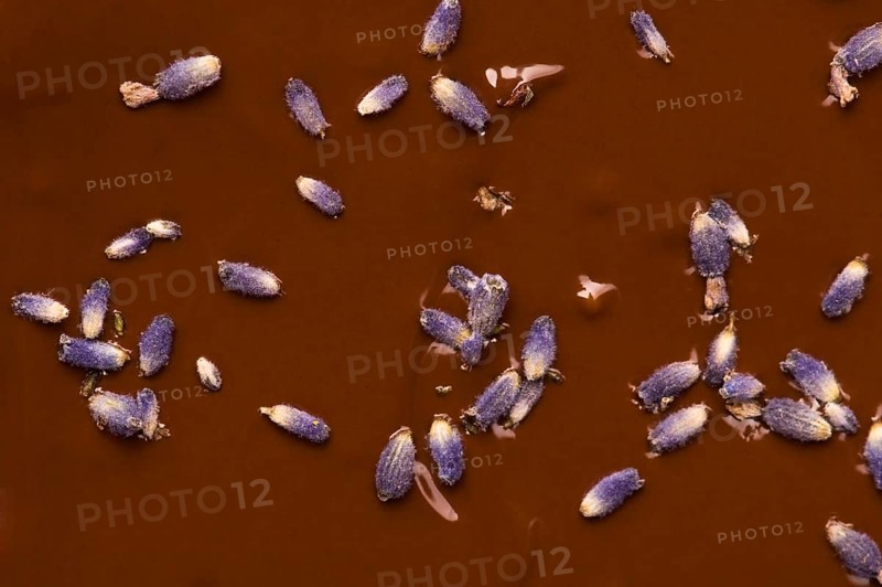 Homemade chocolate with lavender flowers, lodz, poland