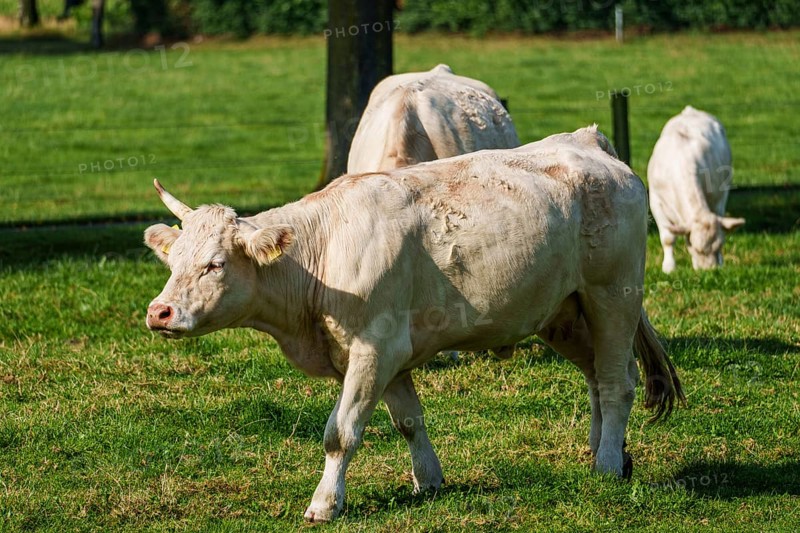 A white cow with one horn grazing on a green meadow, Weseke, Münsterland, Germany, Europe