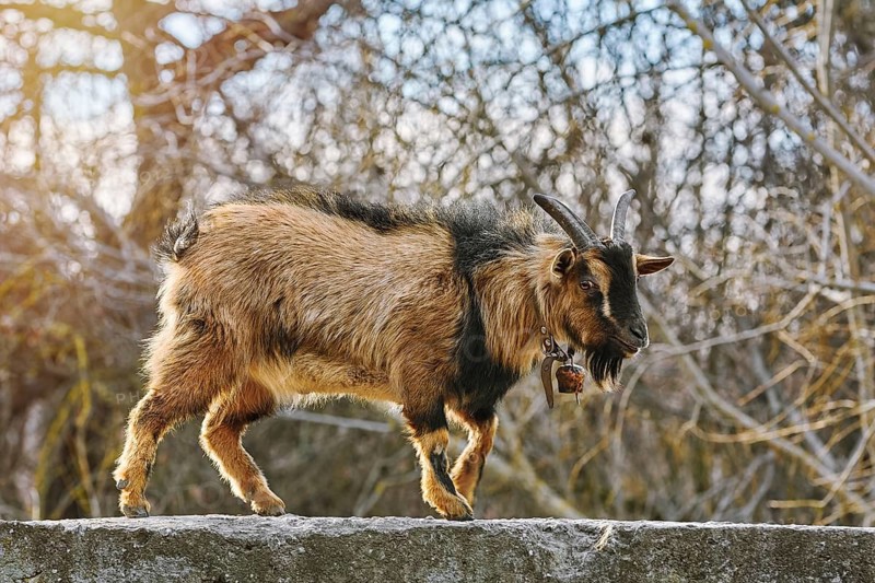 Goat Walking by the Parapet Wall Devnja, Bulgaria, Europe