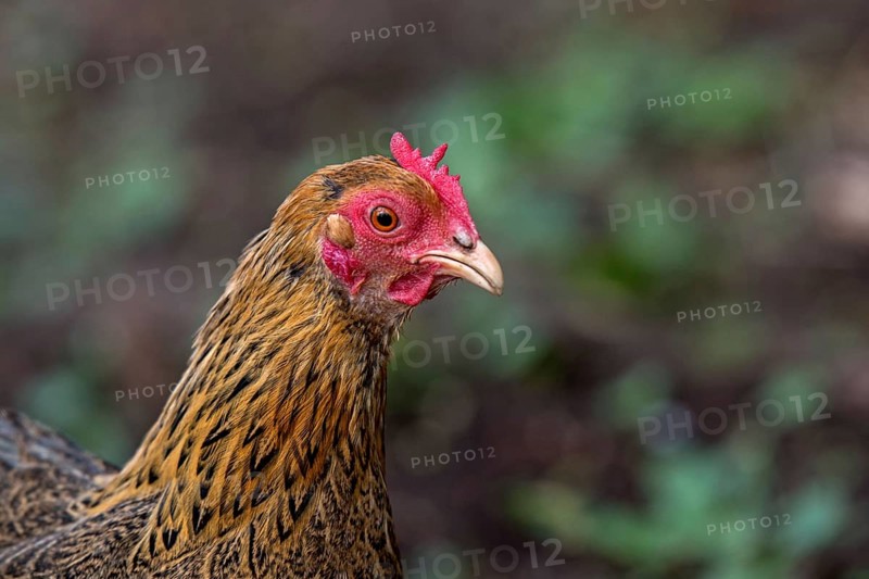 Portrait of a dwarf Wyandotte