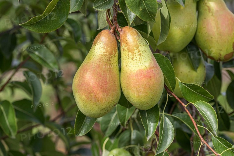 Pear (Pyrus communis SAXONIA® 'Armida'), Bundessortenamt Prüfstelle Wurz, Germany, Europe