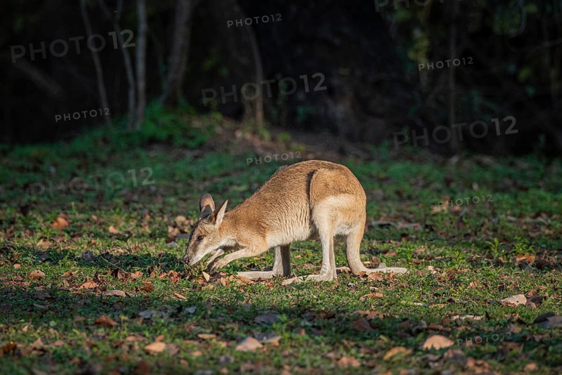 Agile Wallaby (Notamacropus agilis), Mary River National Park, Northern Territory, Australia, Oceania