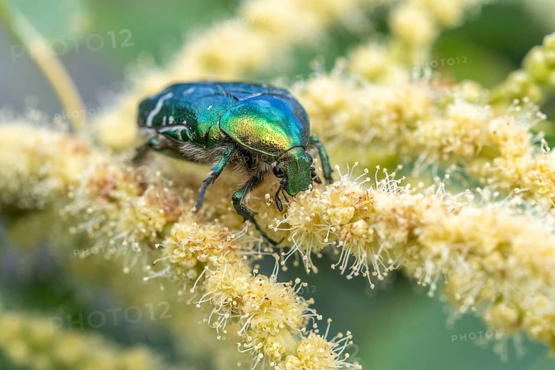 Golden cetonia (Cetonia aurata) on a chestnut flower. Bas Rhin, Alsace, France, Europe