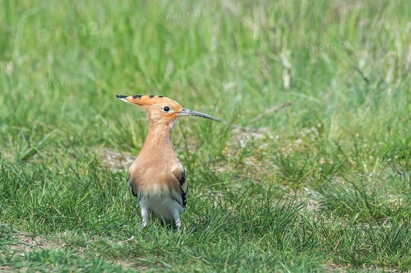 Hoopoe, Common Hoopoe (Upupa epops) Eurasian Hoopoe