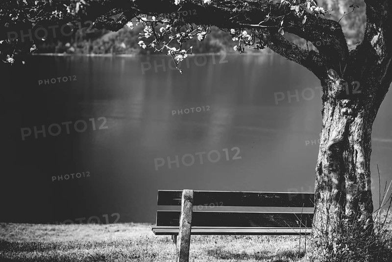 Black and white image with a wooden bench under a flourishing tree, on the high shore of the lake Walensee in the Swiss Alps. Picture taken near the village Unterterzen, Switzerland, Europe