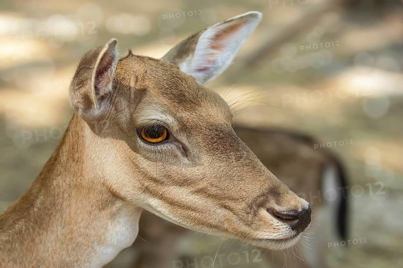 Close up Portrait of a Fawn Varna, Bulgaria, Europe