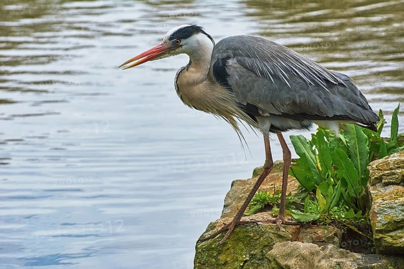 Heron on the Bank of the River Amsterdam, Netherlands