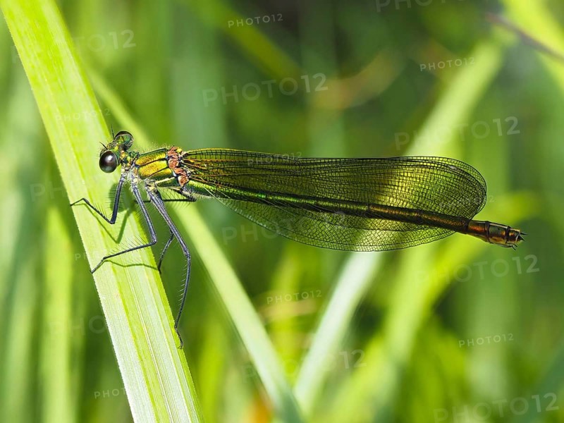 Odonates (Odonata), blurred background, North Rhine-Westphalia, Germany, Europe