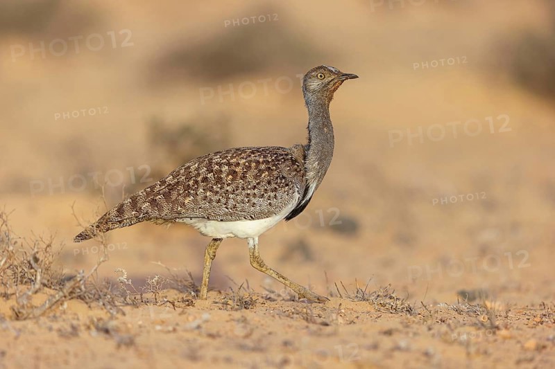 Sahara Houbara Bustard (Chlamydotis undulata fuerteventurae, Europe, Spain, Canary Islands, Fuerteventura, Lanzarote, Canary Islands, Spain, Europe