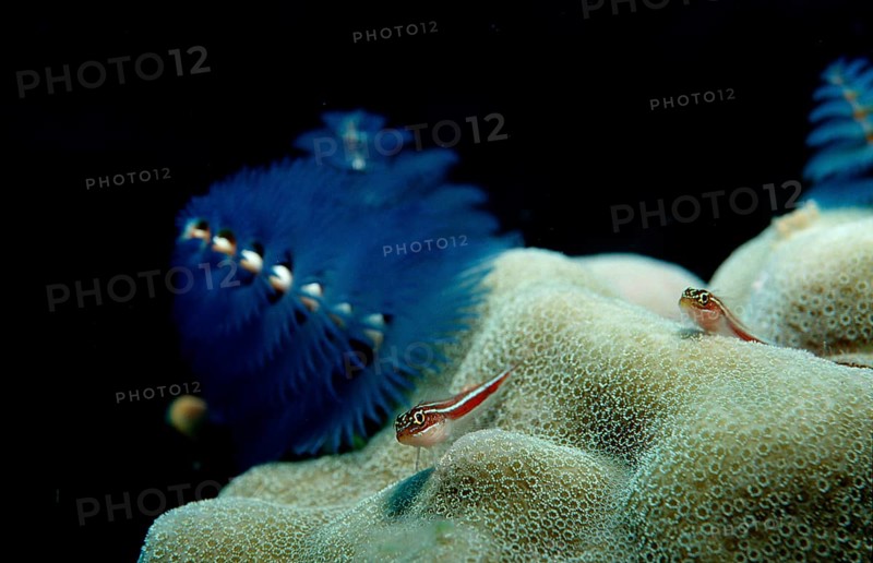 Colourful spiral tube worm, tube worm, Spirobranchus giganteus, Maldives, Indian Ocean, Asia