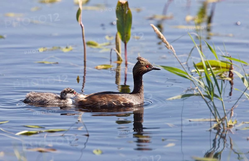 Grebe with Babies chicks in pond in Saskatchewan Canada