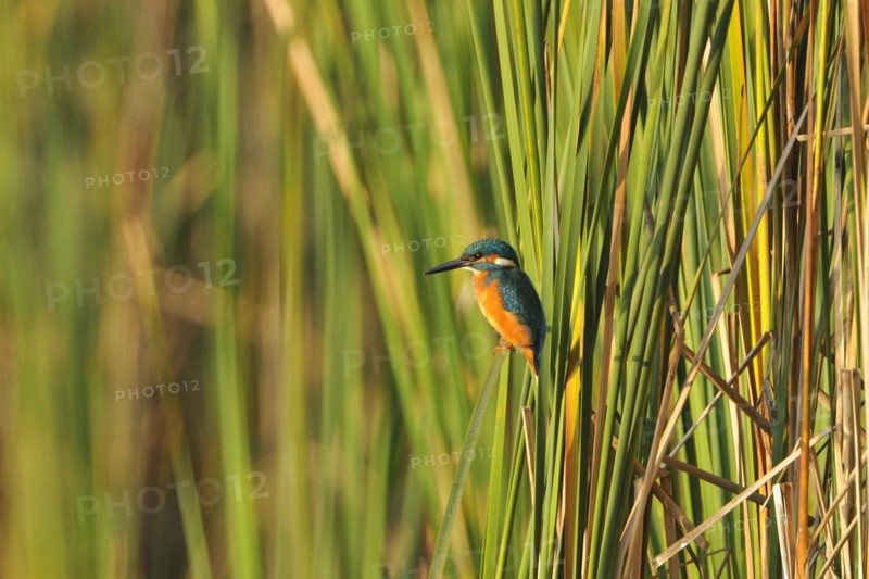 Kingfisher at a lake