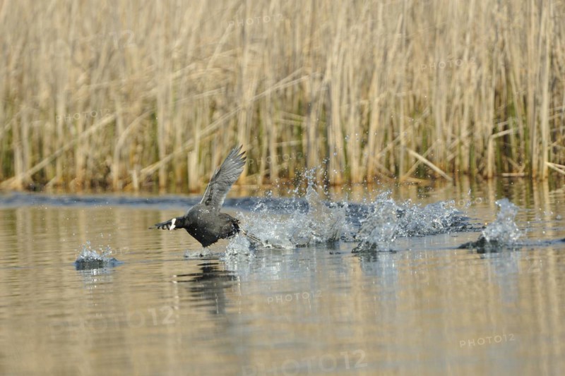 Eurasian Coot fighting for territory, Black Coot, Fulica atra, Eurasian Coot