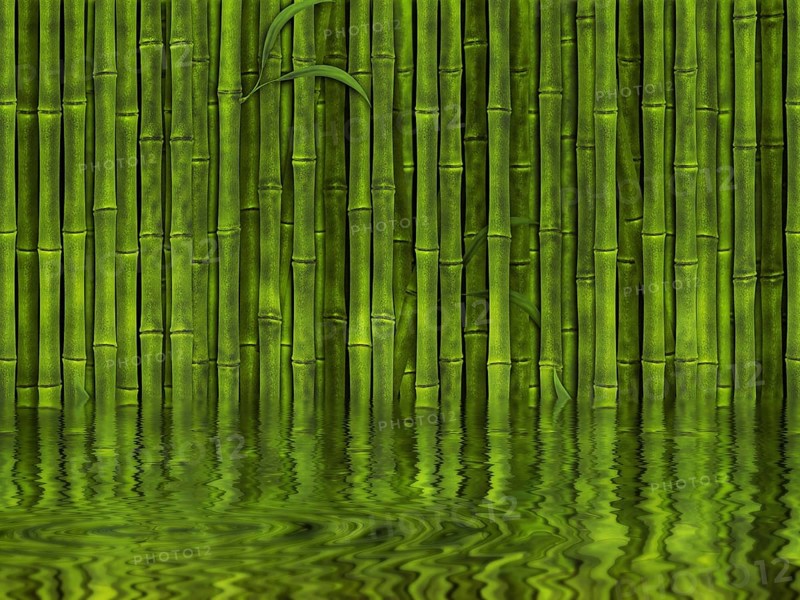 Background of green bamboo forest in the water