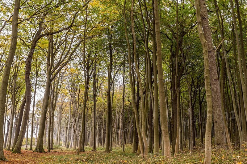 Haunted forest