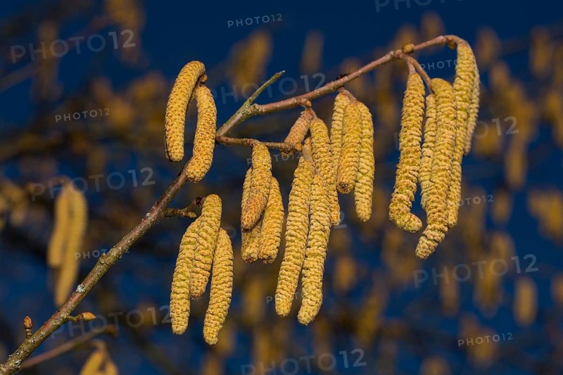 Common hazel (Corylus avellana)