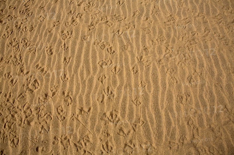 Desert dunes sand texture in Maspalomas Gran Canaria at Canary islands