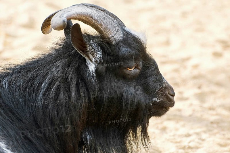 Portrait of Black Billy Goat with Big Horns Varna, Bulgaria, Europe