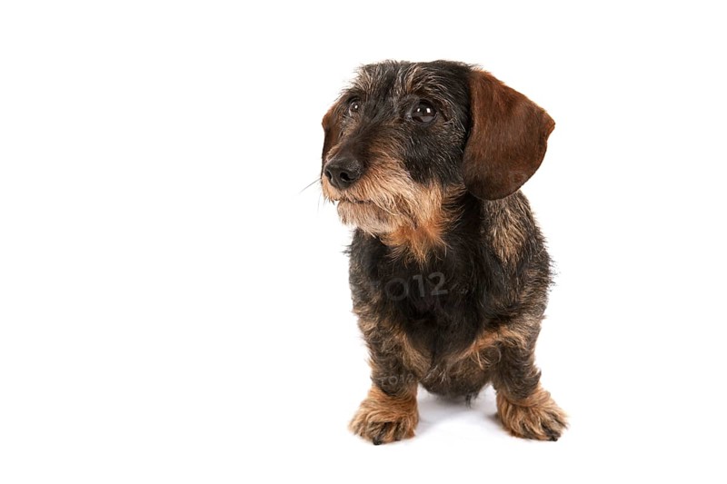 Wire haired dachshund isolated over white background