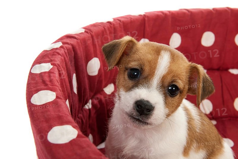 Red spotted pet bed with little Jack Russel puppy