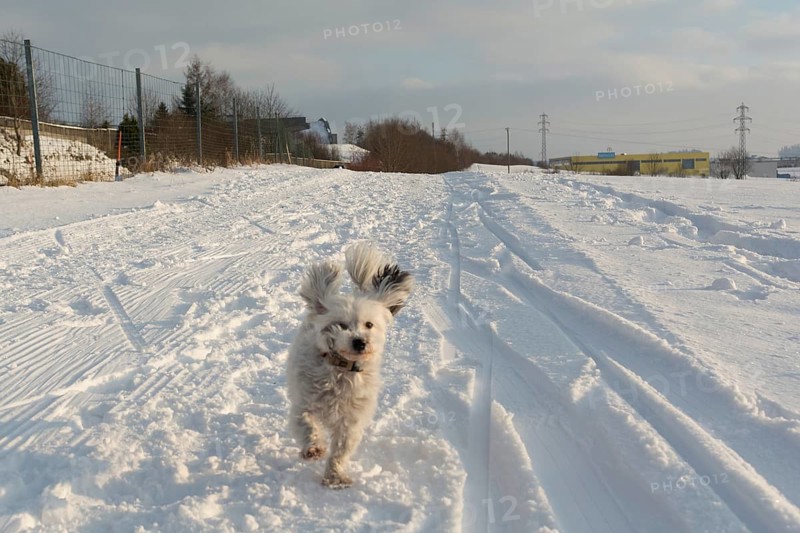 Little white dog runs in the snow with flying ears