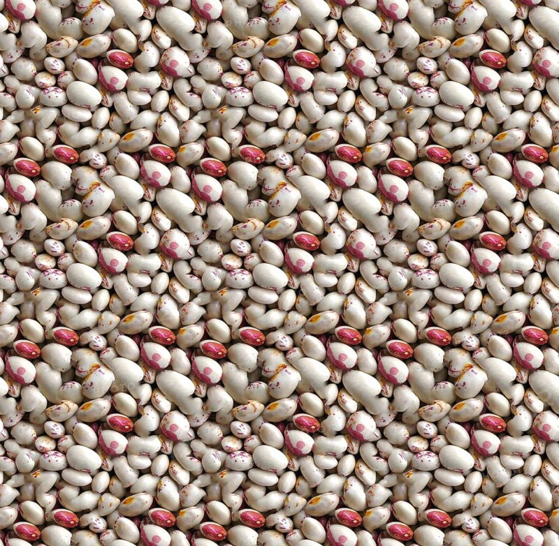 White and red Borlotti beans, a popular legume