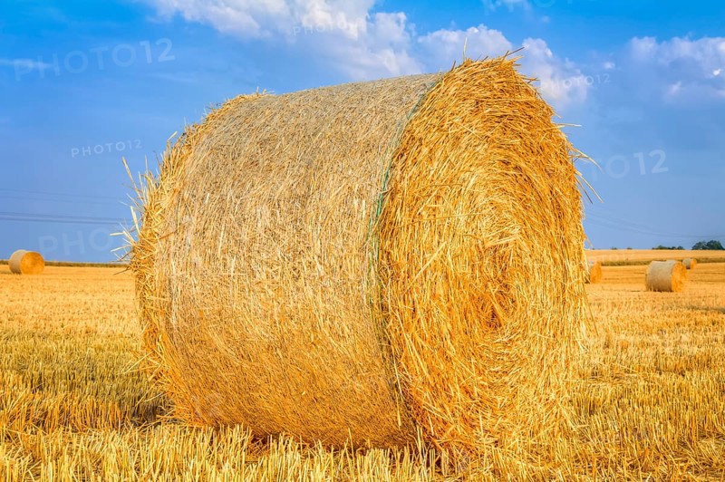 Golden haye bales in the harvest time