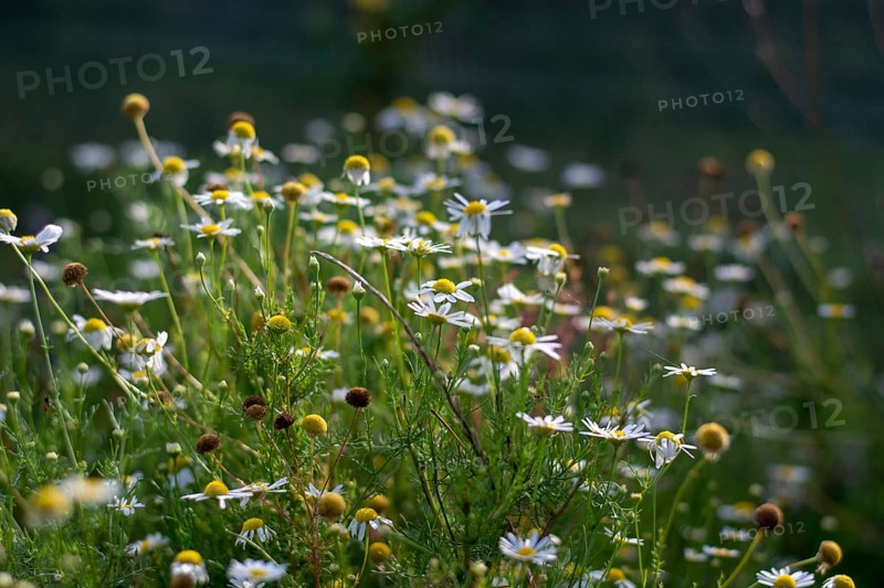 Closeup shot of camomile in the field on the sunny day