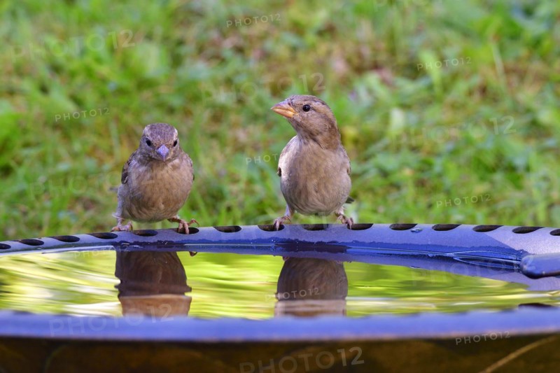 House sparrow at birdbath. House sparrow at bird bath