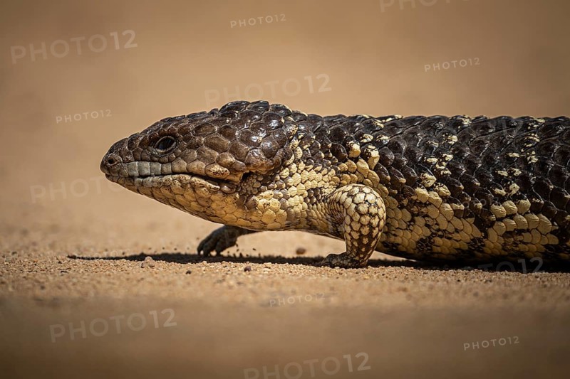 Blue-tongued skink or shingle-backed skink, also known as pine cone lizard (Tiliqua rugosa), Thundelarra, Western Australia, Australia, Oceania