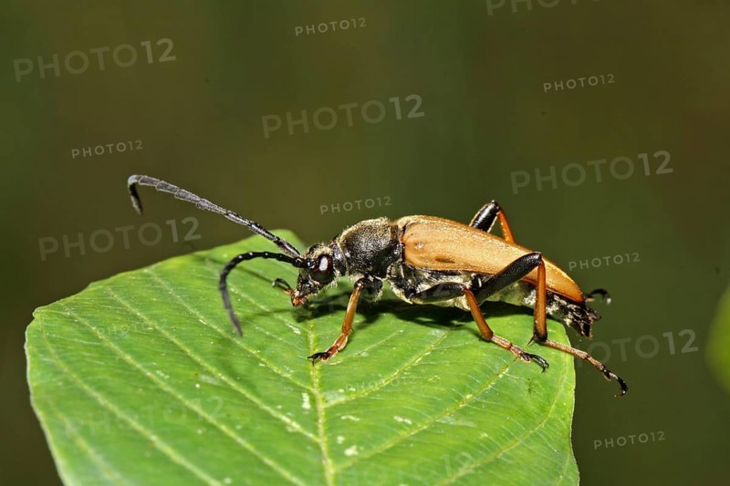Red-necked ram (Stictoleptura rubra)