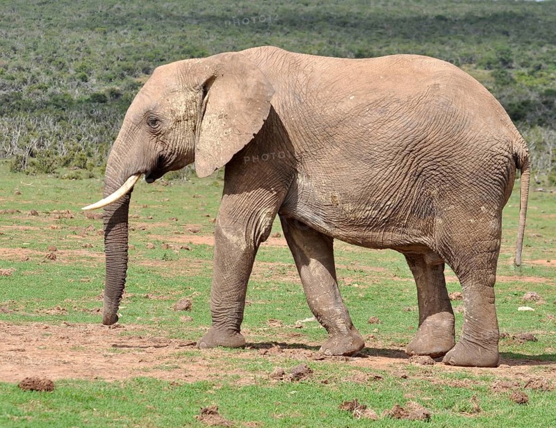 An African Elephant in the Addo Elephant Park, South Africa, Africa