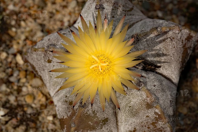 Bishop's cap (Astrophytum myriostigma)