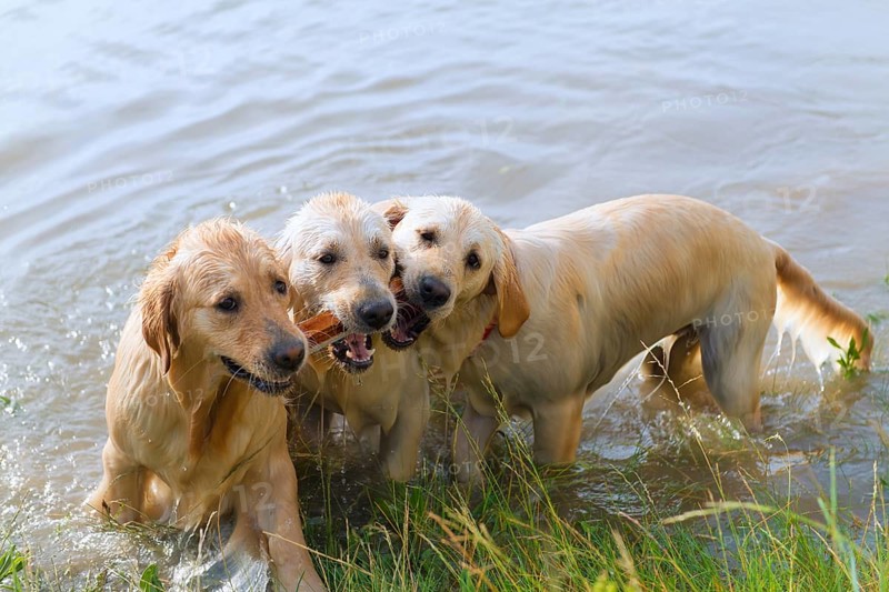 Swimming and playing labrador dogs