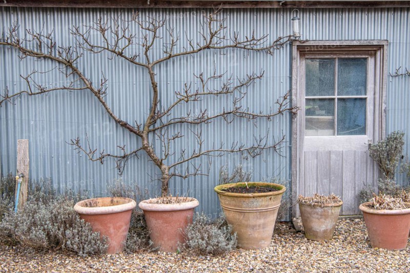 Trellis fruit, apricot (Prunus armeniaca), The Barn Garden, Great Britain