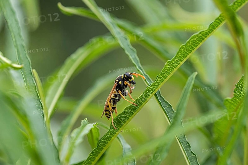 Gallic field wasp collecting nectar, european paper wasp (Polistes dominula), columnar deciduous tree (Frangula alnus FINE LINE), regurgitation, regurgitation of a food droplet