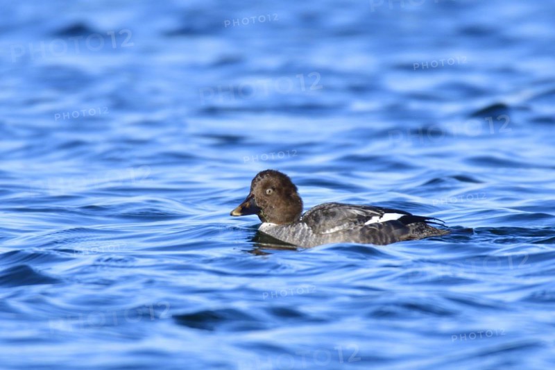 Female Common goldeneye on a lake. Female goldeneye in winter