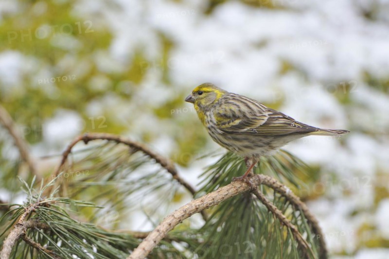 European Serin on a branch. European Serin on a trunk
