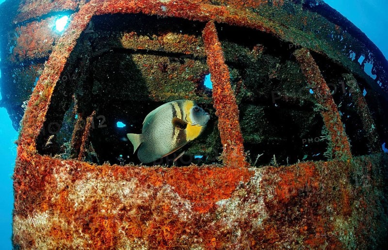 Cortez angelfish in a shipwreck, Pomacanthus zonipectus, Mexico, Sea of Cortez, Lower California, La Paz, Central America