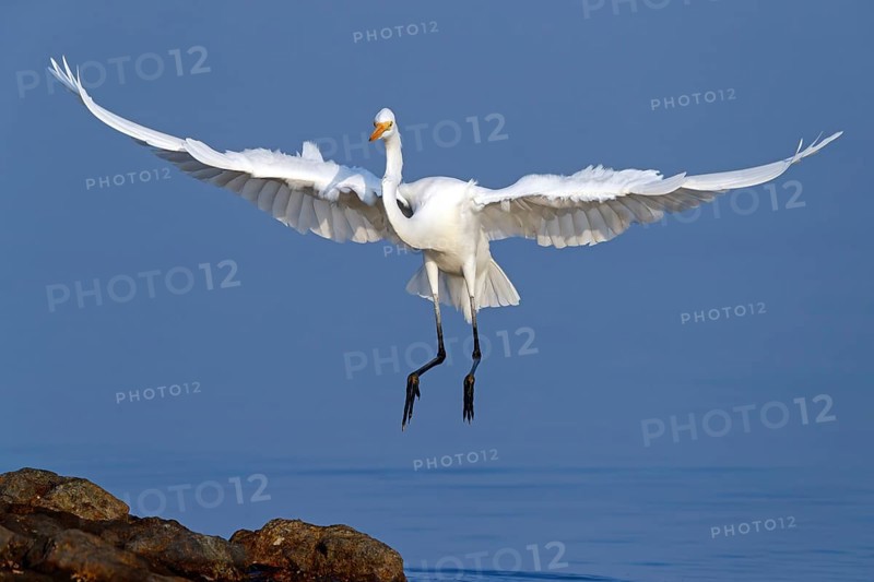Great Egret, (Egretta alba), Ardea alba, Animals, Birds, Herons, Sur Masirah, Shannah, Ash Sharqiyah South, Oman, Asia